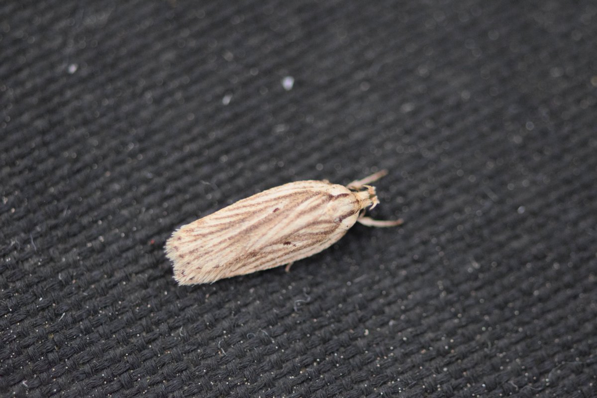 Seems to be getting poor moth-wise again, last night seemed good with a low of 14° and a light breeze from the South. One each of Rustic Shoulder-knot, Small Square-spot and Hebrew Character and this micro, thinking Agonopterix sp ? @MOTHIDUK