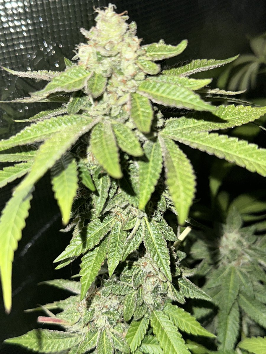 Black lung from @lrishjake fed @lotusnutrients in a @GorillaGrowTent is still just a baby