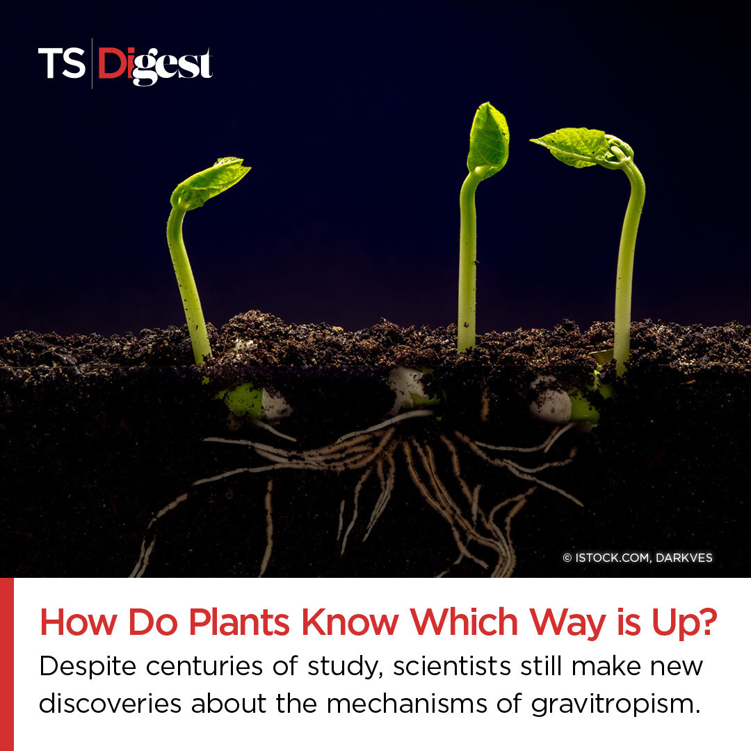 Molecular physiologist @fsophiezoe @UniFreiburg explained how plant roots sense gravity to guide their growth.

Find out in this month's Just Curious:
bit.ly/44w0zaC