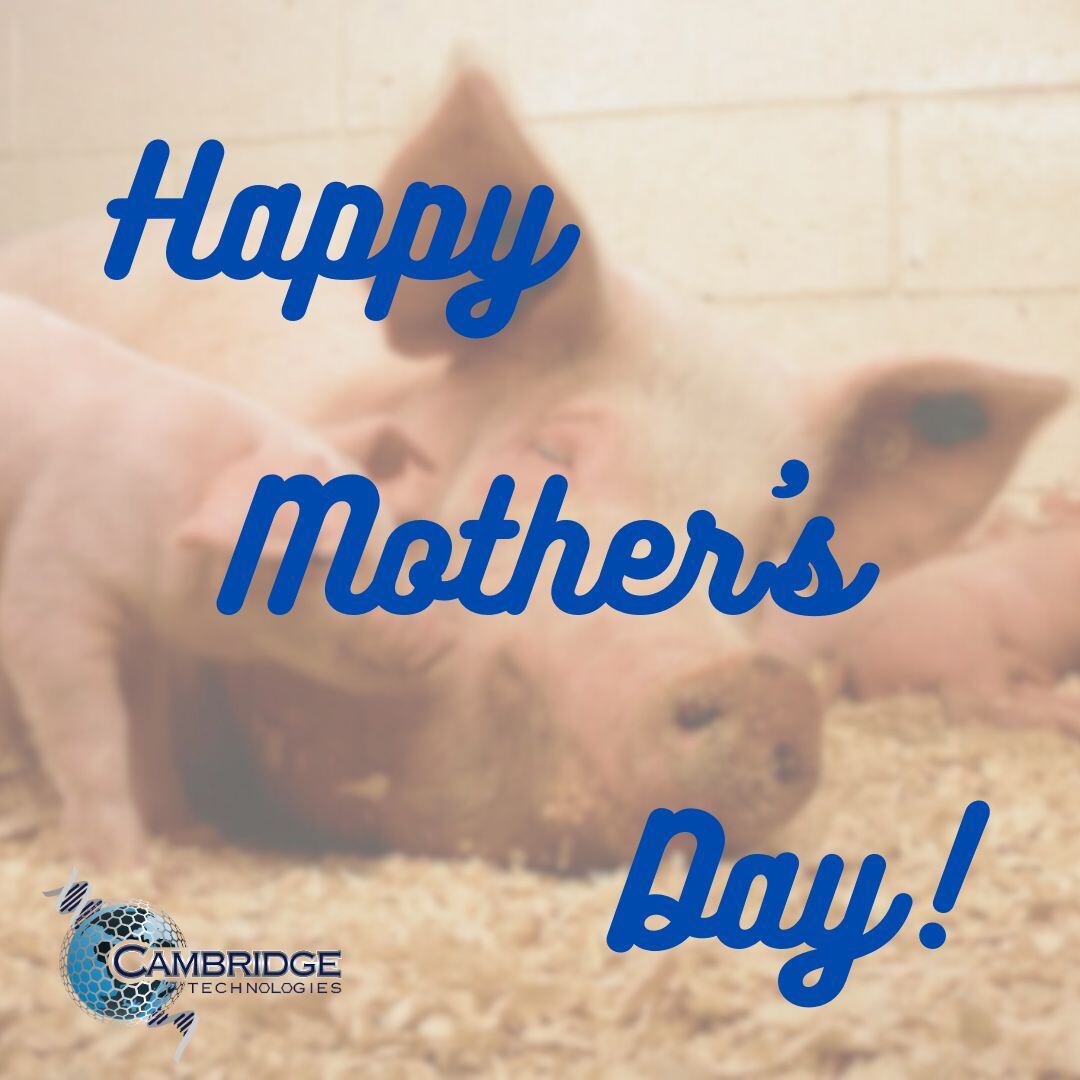 When you raise livestock, every day is Mother’s Day. Whether you have a barn full of sows or a pasture full of cows, we have the tools needed to keep them healthy and producing. Learn more: hubs.la/Q02vMWhw0 #autongeous #animalhealth #vaccines #custom #sowhealth #cowhealth