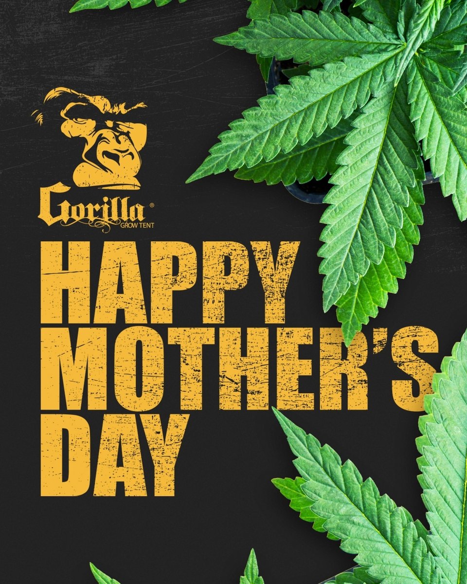 🤗 Happy Mother's Day to all the mother plants out there! We see you working hard to keep our spirits HIGH🍃, and we appreciate you! #GrowStrong #gorillagrowtent #growstrongindustries #mothersday