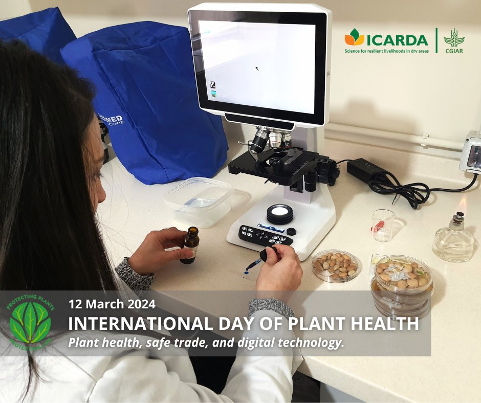 #DYK 💸Invasive pests cause an estimated $220 billion in global losses annually! That's why ICARDA is developing new tech to detect plant threats faster & more accurately. Our research ensures healthy seeds & prevents crop devastation. ⬇️ icarda.org/media/blog/saf… #PlantHealth