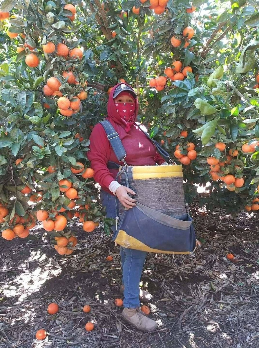 Today is #MothersDay. Let's hear it for farm workers like Karina, a Kern County farm worker mother, are harvesting the oranges many of us will enjoy with our Sunday morning breakfast. #WeFeedYou