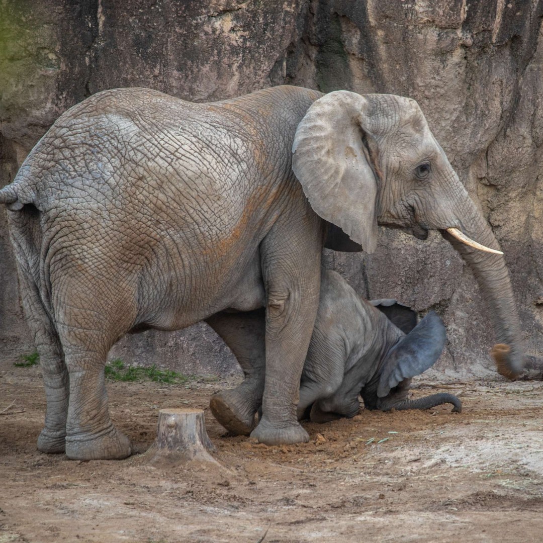 'Hey mom. Mom. Mommy!! Watch this. Are you watching?? MOOOM!!!' - Okubili 

Can anyone else relate?

#DallasZoo #MothersDay