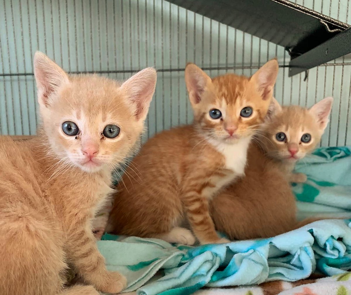 'A cat assures its owner of good luck.'~ Chinese Proverb 

PURRlease supPURRt our mission by visiting ItsieBitsieRescue.org to help the many #tinybutmighty like these 2022 cuties. 
 #adoptdontshop #savinglives #kittens #fosters2022 #ittakesavillage   #gratitude