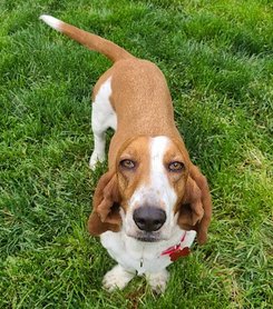 Aarrhhoooo! 2 1/2 yr old #BassetHound Lady may be small, but she has a big personality! She's house trained, crate-trained, gets along with other dogs, and is ready to enjoy life with a forever family. Could that be with you? bassetrescue.org/homeless #AdoptDontShop #Basset #RESCUE