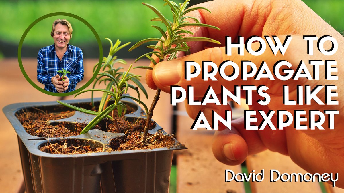 Unlock the secrets to success in gardening with this informative video! Learn how to easily propagate plants, whether they're indoor or outdoor varieties. 🌿🌿🌿 Watch now: bit.ly/3KHmp27 🎥 #gardeningtips #plantpropagation