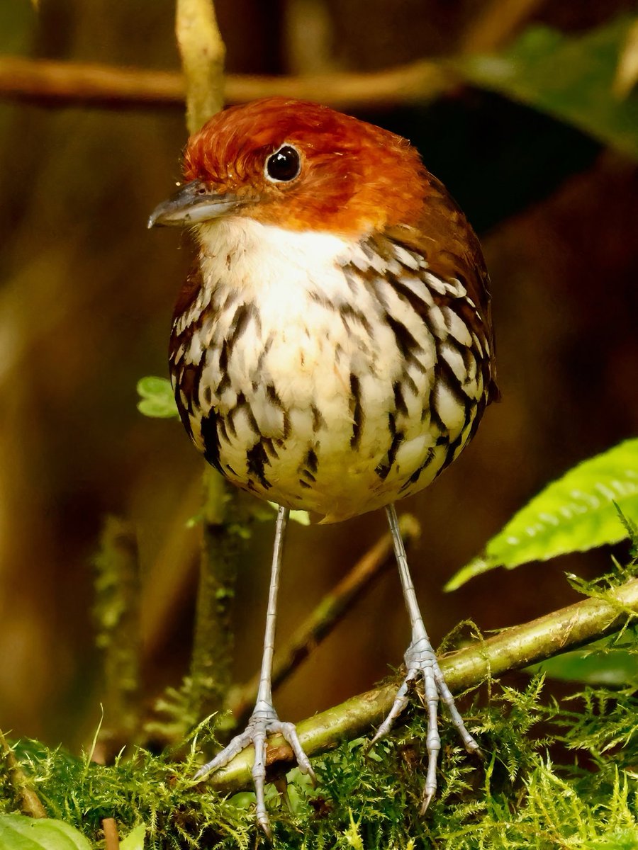 Chestnut-crowned Antpitta in Colombia.
