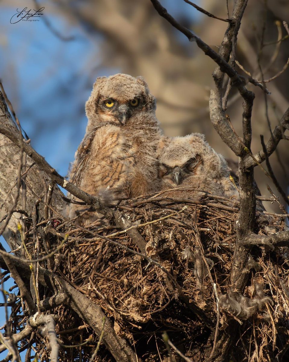 I was happy to see these two baby Great Horned Owls in a nest with beautiful sunset lighting the day before yesterday in North Montreal. Hope they grow up well.😍