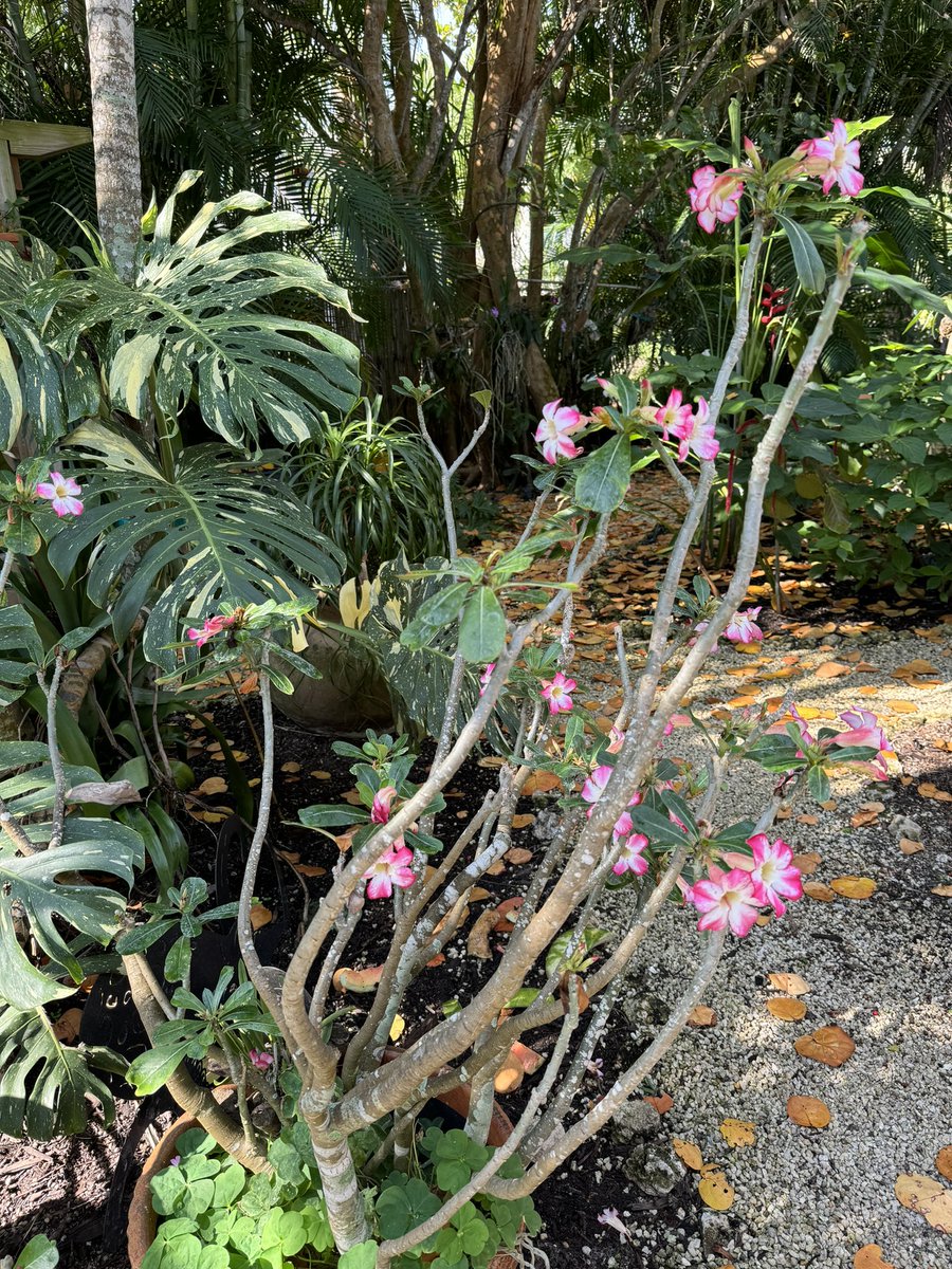 Update de mi jardín (III) Rosa del desierto en dos versiones: Bonsai / Regular