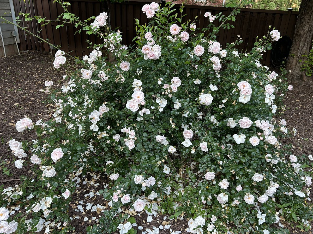 CFreer1994's tweet photo. Wishing all Moms @WoodwardAcademy and our @WAalumni family a very Happy Mother’s Day! The Woodward Mother Rose dating back to our founding is in full bloom right on time! @WAPresident https://t.co/w45r13drm3