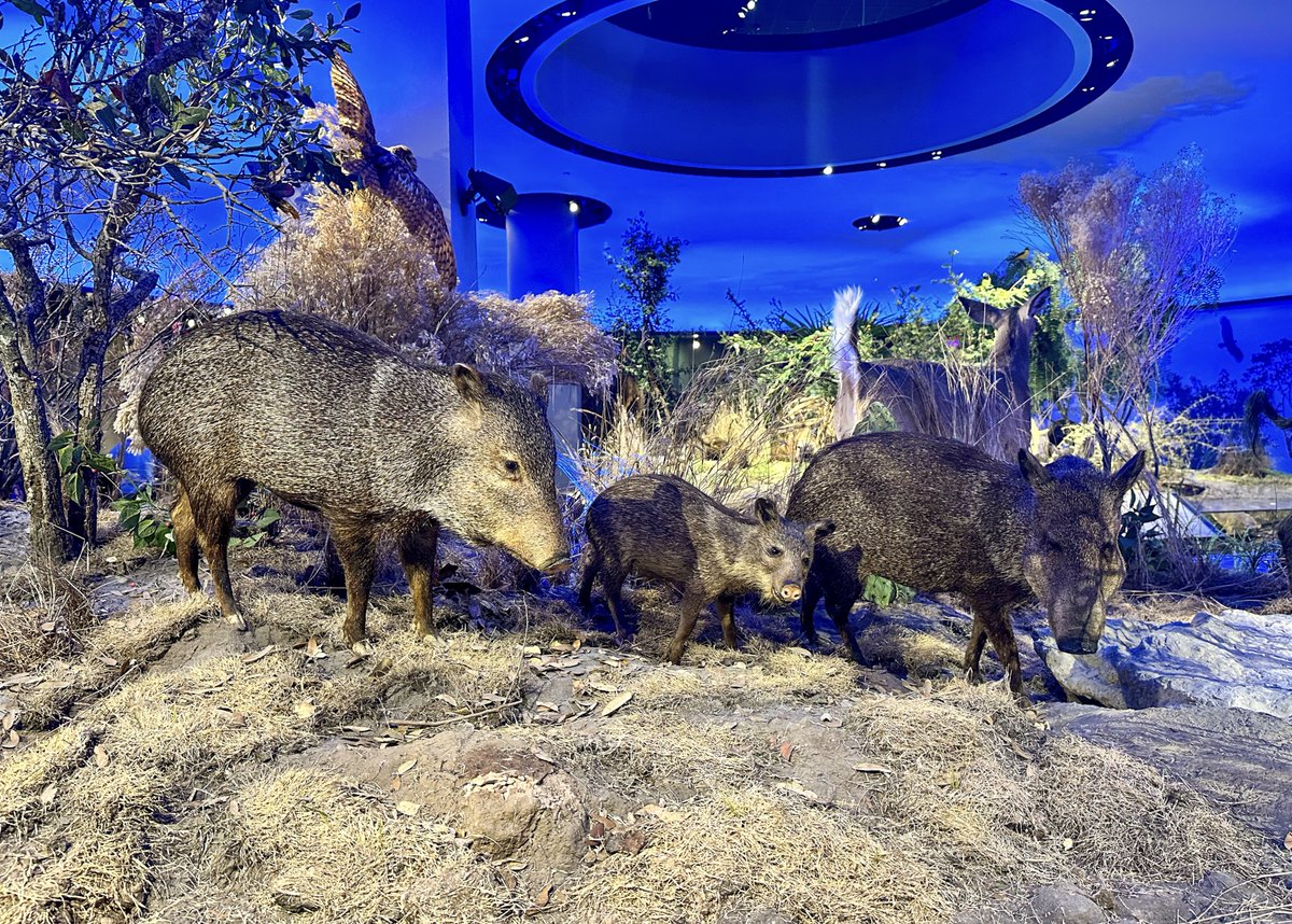 Happy Mother's Day from the Witte Museum! Wishing all moms a day of rest, joy and learning.  💙

We're open on Sunday, May 12, from noon - 5 p.m. for family time and making memories.