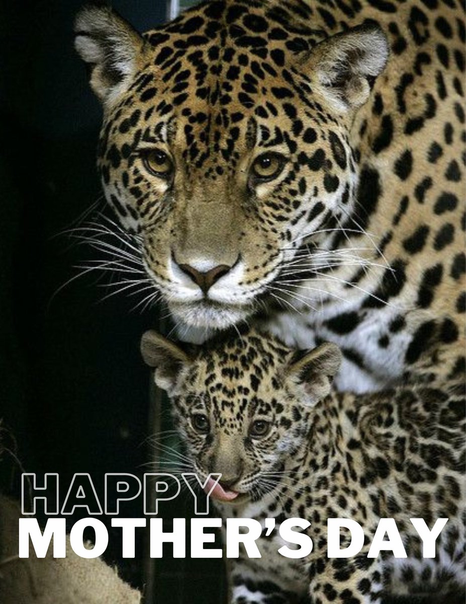 Happy Mother’s Day to the AMAZING MOMS of Jaguar Nation!! 💐💙 #GoJags