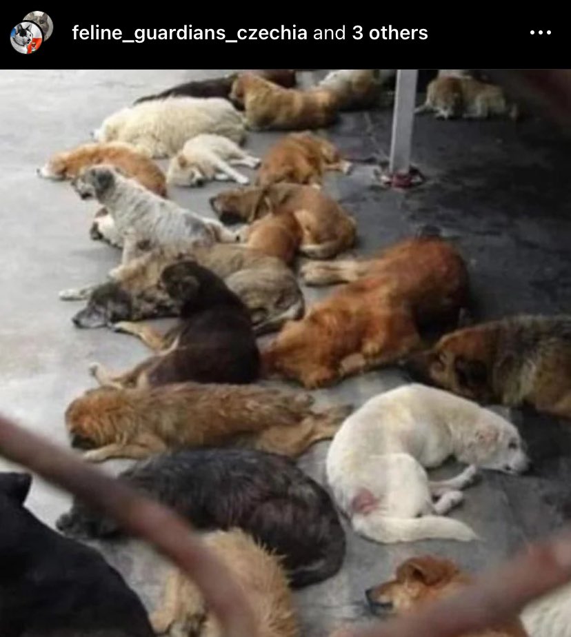STOP THE #YULIN FESTIVAL! ENOUGH OF THIS HORROR, #China!  #AnimalCruelty #AnimalAbuse #stopanimalcruelty #BoycottChina