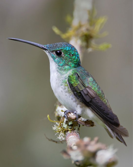 The Ecuadorian cloud forest is a biodiverse paradise ☁️

It's not just beautiful – it's a superhero ecosystem 🦋 Shielding us from floods, securing water, aiding pollination, and pest control.

RT to show your love for this magical place 😍
<a href="/WWF/">WWF</a>