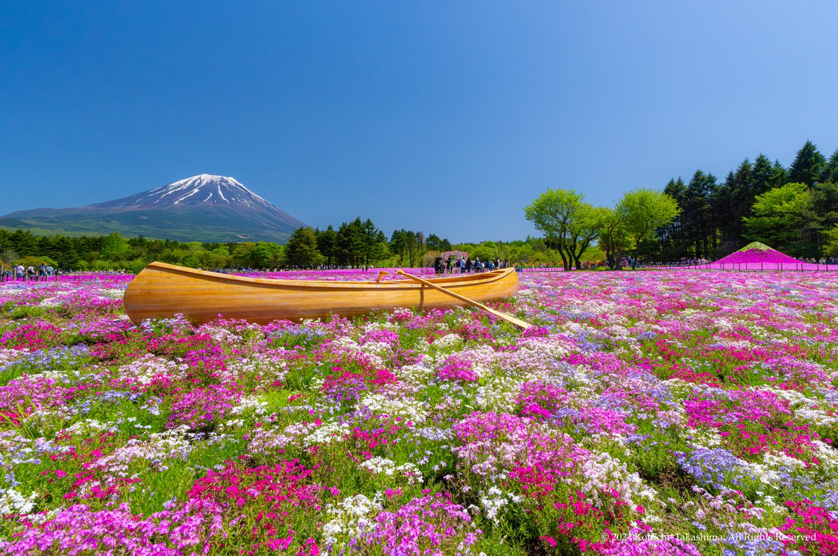 2024「富士芝桜まつり」✨
世界に一つだけの大海原のお花畑 🌈
#NaturePhotography #Flowers