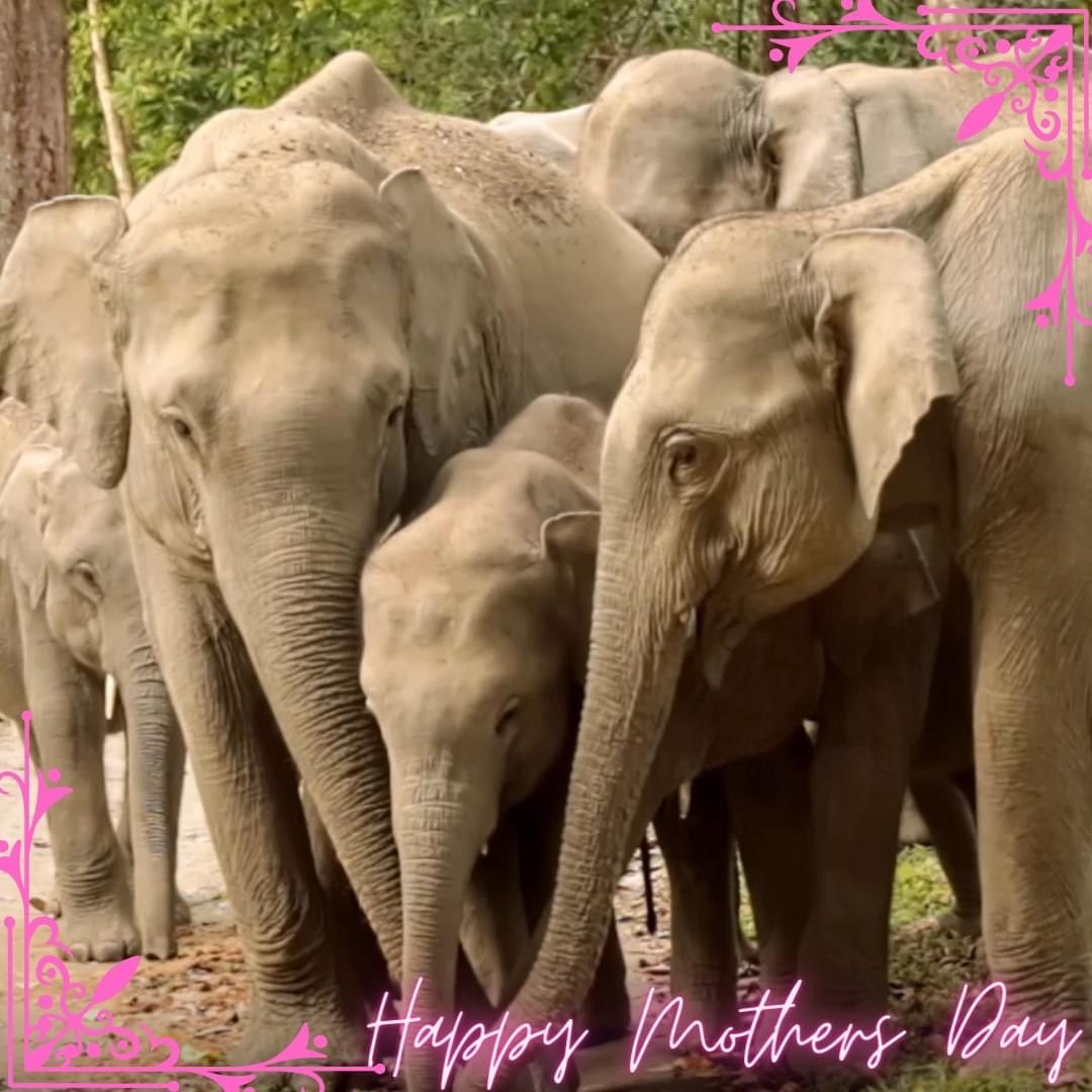 🌸💖 #HappyMothersDay! Here's a tribute to every single mother of our planet - two-legged, four-legged, furry, feathery, creepy, crawly... After all, Mothers are the matriarchs and nurturers.