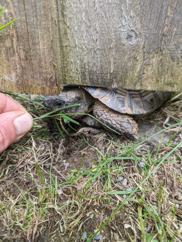 Found a tortoise 🐢