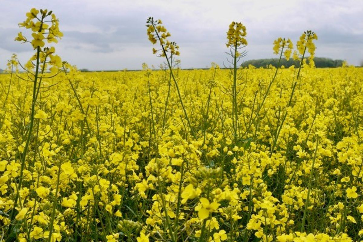 Oilseed rape growers are being encouraged to inspect for signs of light leaf spot as high levels of the disease are being reported in UK crops. 

Crop protection magazine reports: zurl.co/QVZO