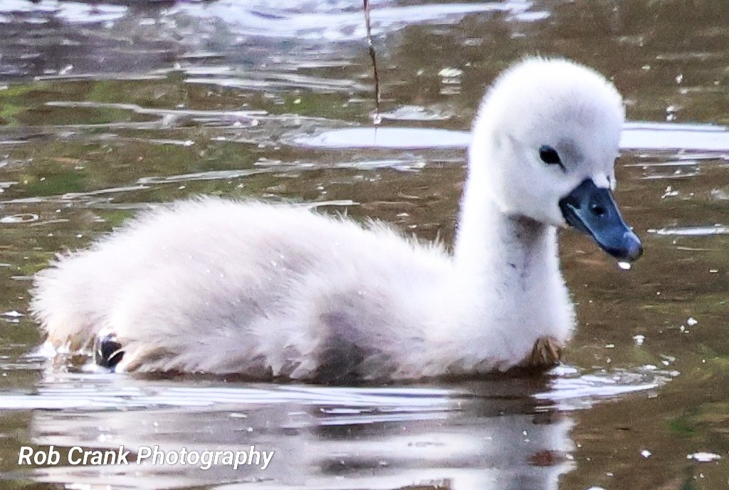 Another batch of cuteness from a very hot Lanzarote, hope these Cygnets keep you going for a while on this lovely #SwanDay 
#canonphotography #birdphotography #TwitterNaturePhotography #NaturePhotography #naturelovers #TwitterNatureCommunity