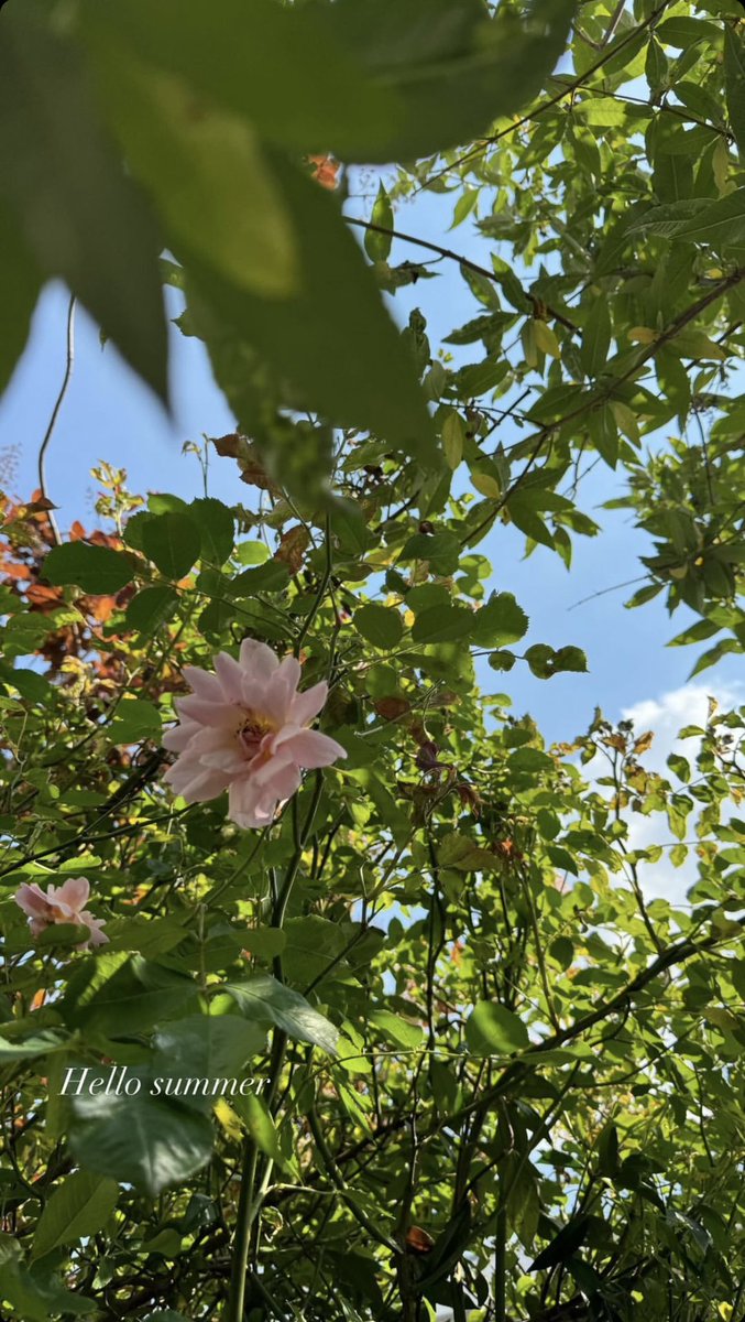 dejonessource's tweet image. Daisy Edgar-Jones on her Instagram Story, May 12th