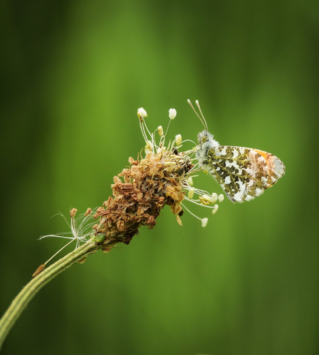 Orangetip on plantain in the garden @savebutterflies