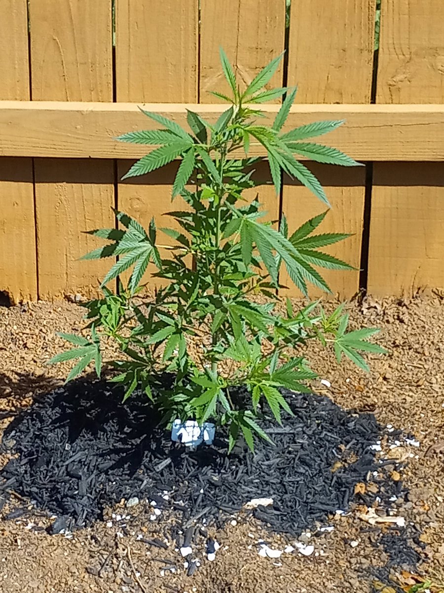 Lemonberry Fields by @terpfrenzy she is going to be a looker. 1 of the clones. #CannaLand