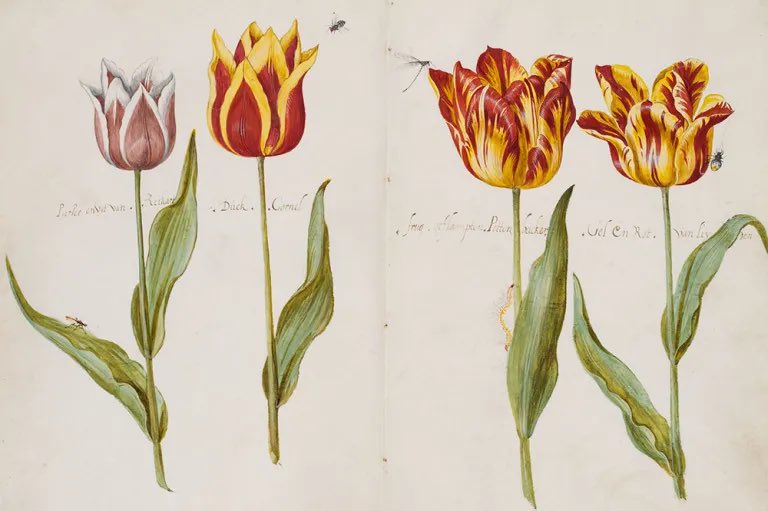 I love tulips, they seem to me a very happy flower; they also remind me of one of my first memories of planting them when I was 3. That was 1973 but these beautiful ones are from the 17th C. Link: apollo-magazine.com/imagine-me-and…