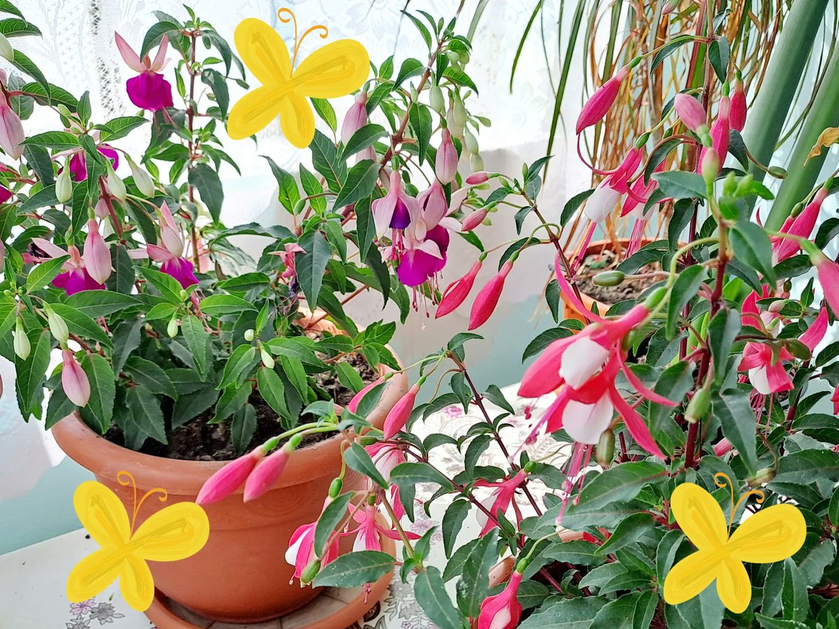 Cerceluș 🌺🌸🌺 Fuchsia, cu petalele tale ca mici baloane de săpun, aduci un zâmbet pe buzele naturii. instagram.com/p/C63wo5wK88v/…