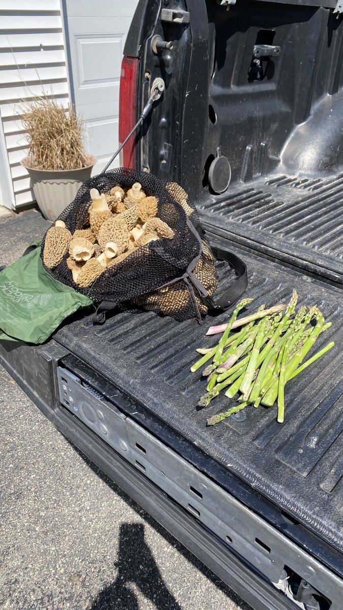 Was a good day foraging yesterday.