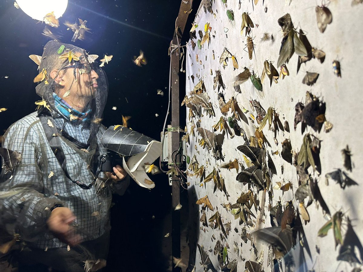 Observing a few moths. Documented almost 600 species over 4 nights, excluding other invertebrates that I spent time with. Meshed jacket was to prevent the moths from getting into my eyes, nose and ears.