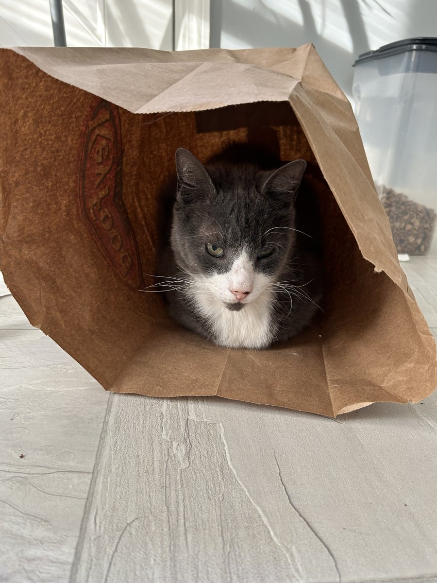 Happy #CatBoxSunday but for me #Catbag Sunday😹hope everyone  has a pawsome day and #happymotherday  to all the cat, dog,  and human’s Moms  out  there! ❤️Teddy (and Maggie)  #CatsAreFamily,  #tuxedo,  #CatsOfX,  
#BeKindAlways,  #AdoptDontShop
