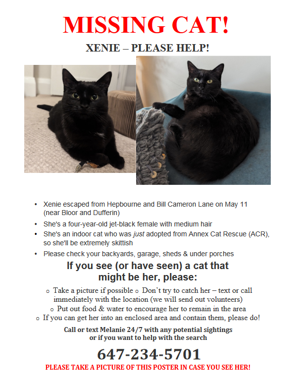 LOST CAT 🧡 If you are in the Bloor W/Dufferin area, please keep an eye out for Xenie. If you can help us with searching, postering, etc., please email foster@annexcatrescue.ca or call/text Melanie at 647-234-5701. Please share this post so we can get Xenie home ASAP. #lostcat
