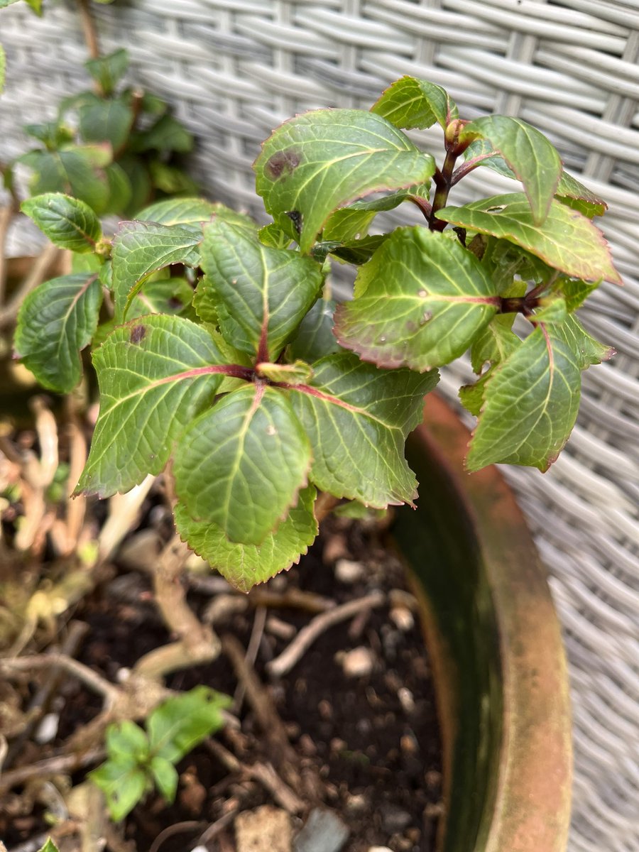 Gardening Twitter. What’s gone wrong with my hydrangea? For the last couple of years it has bloomed spectacularly in the same pot, but now it’s looking v sad with small leaves and no flower buds…🙁 Any advice?