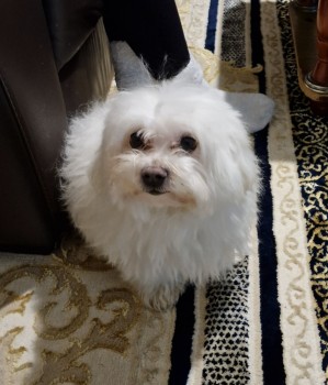 #LOST #DOG SNOWY 
Adult #Male #Maltese White
#Missing from #SouthHarrow around Walton Avenue #HA2 South East
Saturday 11th May 2024 
#DogLostUK #Lostdog #ScanMe 

doglost.co.uk/dog/192139