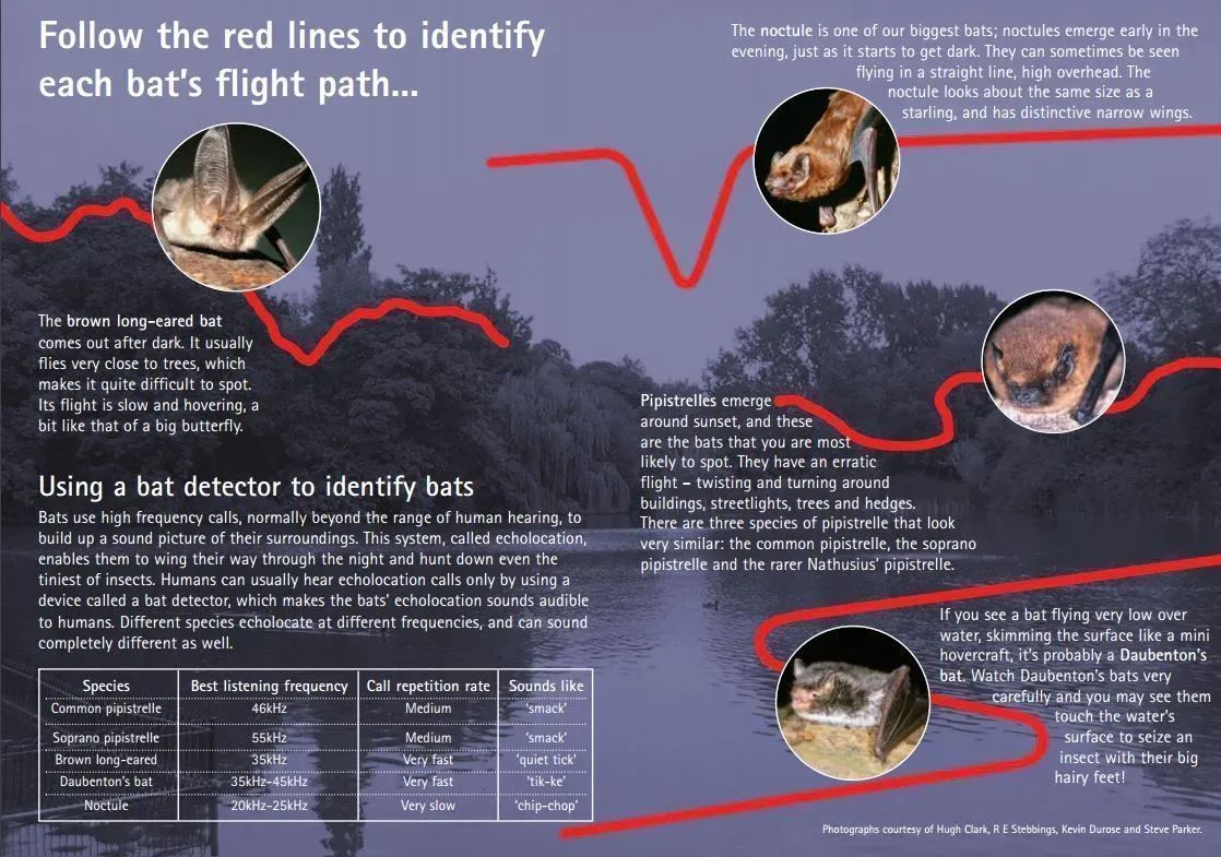 It's not easy to identify bat species in flight without a bat detector but our 'What bat is that' leaflet might be able to help identify some of the most common species: buff.ly/3L9FMhR