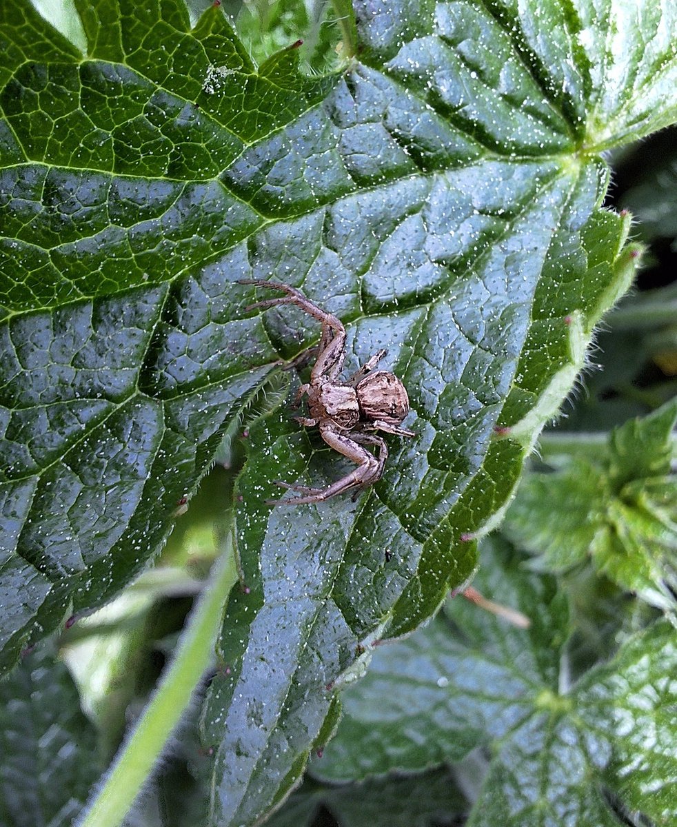 Crab spider laying in wait for unsuspecting prey to cross his path. 🕷