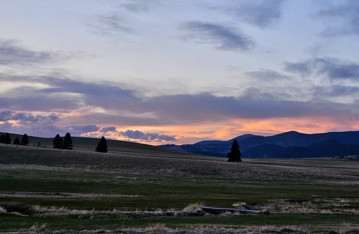 Morn’ My Montana, Opportunity for exquisite sunset faded into quiet sky, still morning. Ravenwind showing Spring! Dew soaking boots, glittering in the sunrise. Crows, Robins, an first Wren of season! More tillering, laying out tires. 36ºF headed to 74. Ya’ll be careful put there!