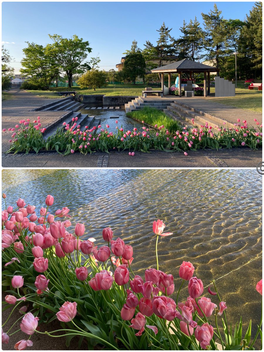 #takebreath
①#石川県 #金沢市 #kanazawa #ishikawa
②~④#富山県 #砺波市 #tonami #toyama
#Lovely #beautiful #nature #plants
#trees #flowers #water #path #Bridge
#small #gardens #gardening #tulips
#Spring2024 #Japan
#walking #feelthenature
#TLを花でいっぱいにしょう
#がんばろう北陸