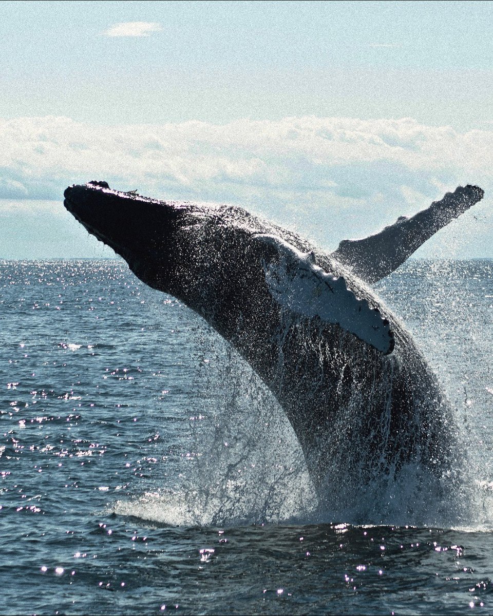 It's here! Whale watching season! In Boston! Now through October! Plan your trip! tripadv.sr/3JXpMBe