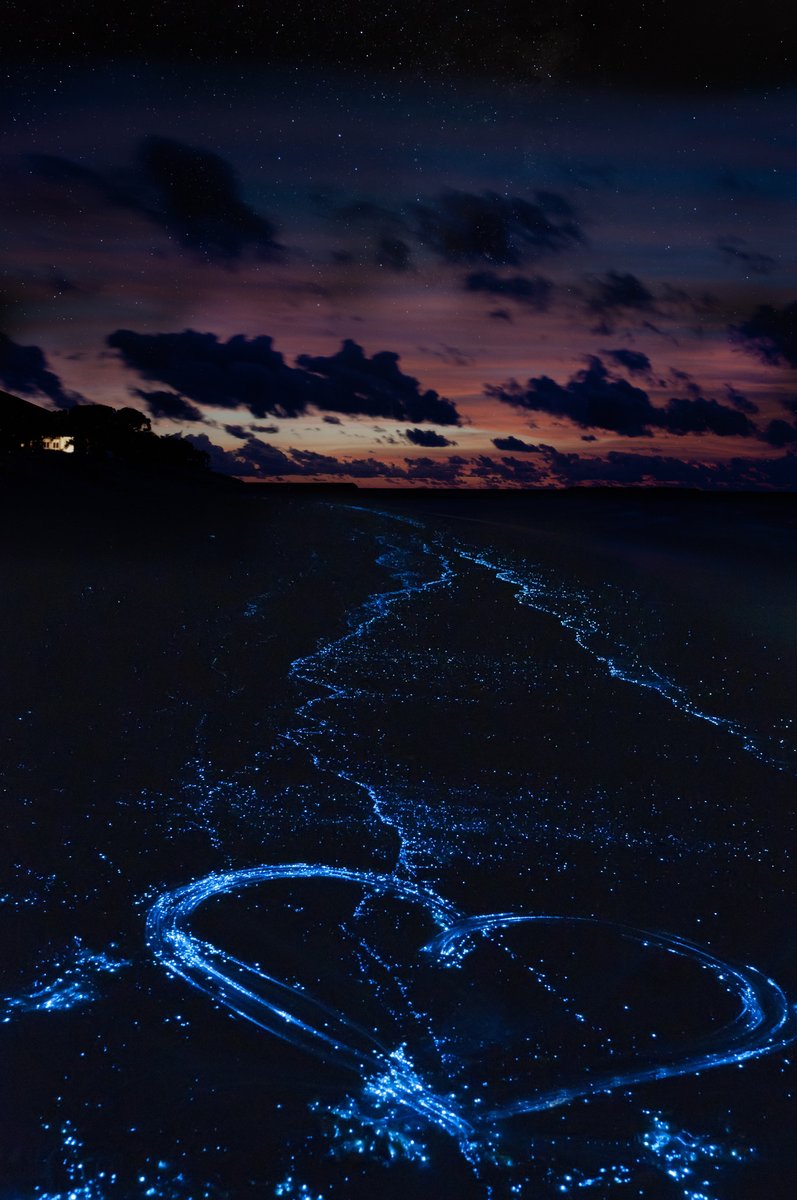 Last night, we experienced amazing, 4/5 star, dinoflagellate plankton bioluminescence at the Beacon 42 Boat Ramp! 🌊✨
We also saw great blue herons and lots of fish🐦🐟
-Your guide, Leo

Book this adventure here ⬇️
bkadventure.com/package/biolum…