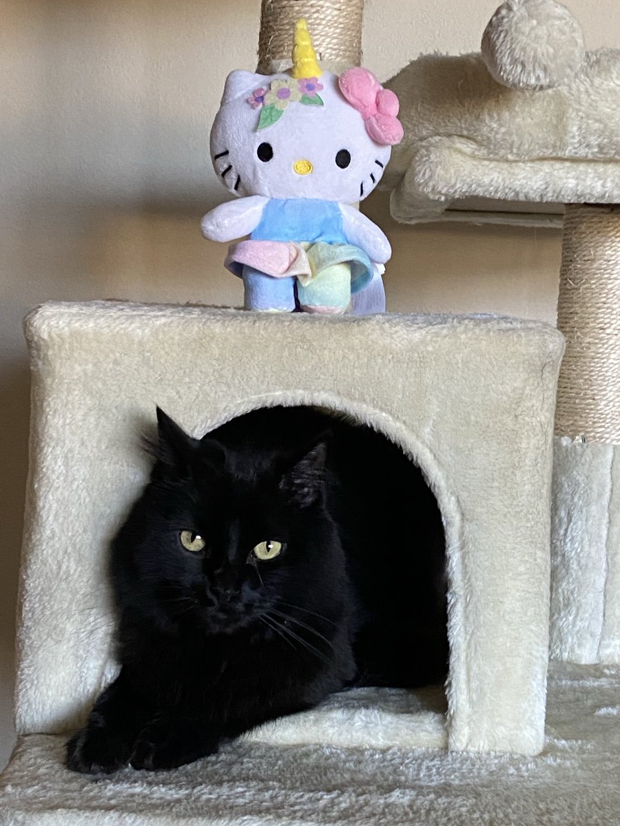 🐾Instead of #CatBoxSunday, we’re 
     two sisters in a cube relaxing & 
     enjoying our 🐈‍⬛ life.😺🐾
                ❤️😘🤗 to all!
        🖤🤍~Sally & 🖤~Sabrina

#CatsOfTwitter #CatsOfX #CatsAreFamily #AdoptedCats #BlackCats #TuxedoCats #Cats