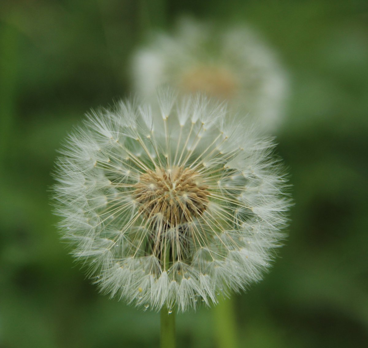 in alle eenvoud verspreidt ze, soms verfoeit, haar zaden van wijsheid #bloem_met_een_betekenis #haiku #haikuchallenge