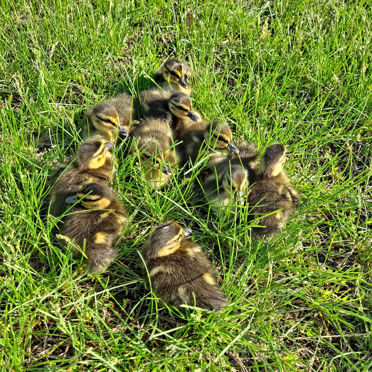 Just one more reason these <a href="/slppolice/">St. Louis Park, MN Police</a> are my heroes! Maddie crawled down &amp; rescued baby ducks from a storm drain! You're all amazing, thank you! 🦆❤️👮‍♀️👮‍♂️