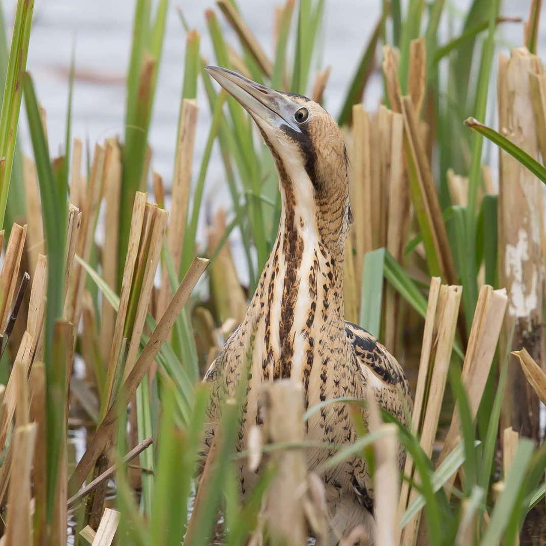 An incredible 41 'booming' male bitterns were recently recorded on the @AvalonMarshes! 🥳 These amazing birds were once extinct in this country, but their 'booming' calls is now a sure sign of spring across the Somerset Levels. #Somerset #Bittern @SWTlevels