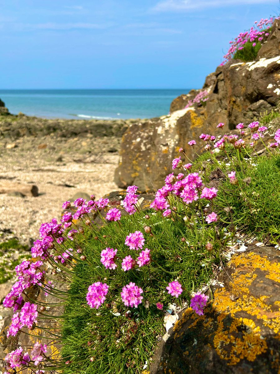 Today’s East Lothian coastal walk #coast #EastLothian #walking #summer #heatwave