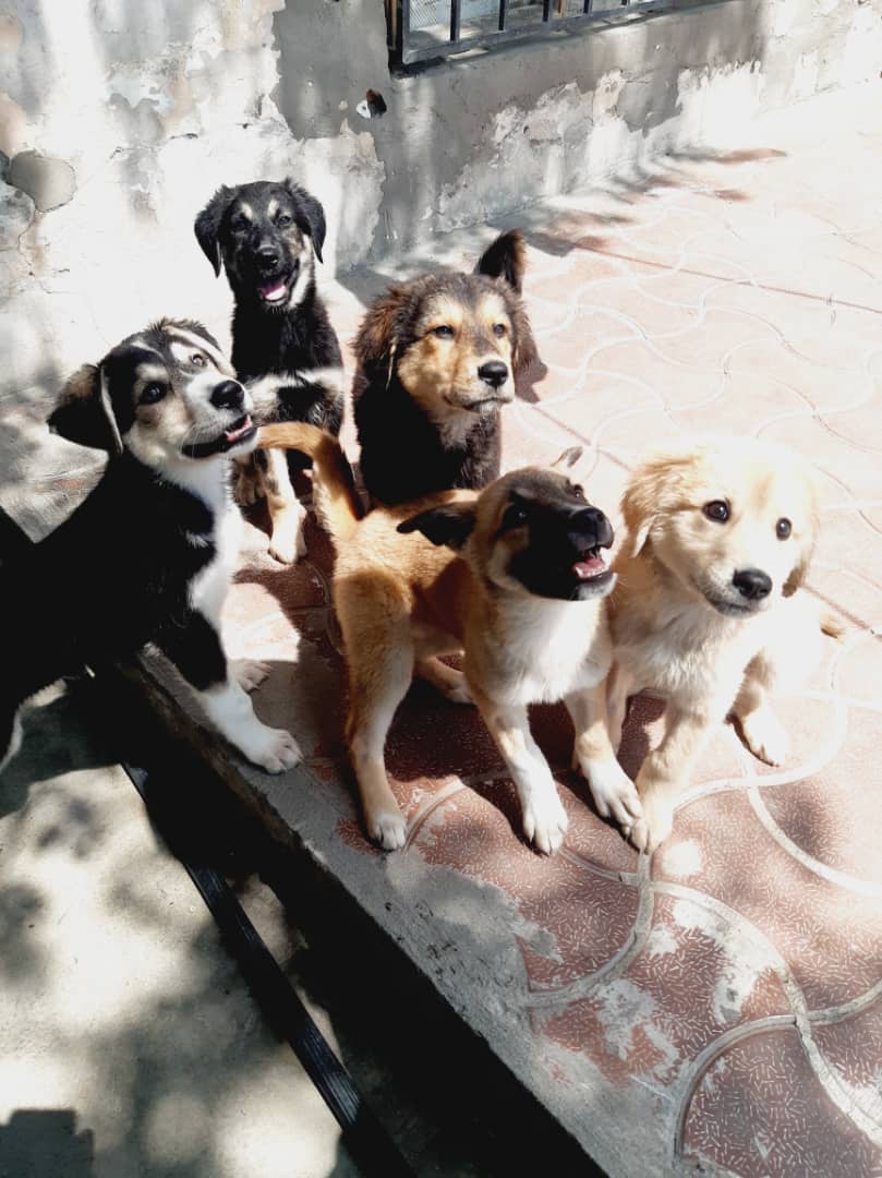 mamasofKSAR #sevendollarsunday These precious puppies celebrate their amazing mom, Karen, today on Mothers’ Day in the 🇺🇸, 🇨🇦 and 🇦🇺. Celebrate awesome Karen and the other KSAR mamas by giving them a home of their own. Dedicate a donation to to the special mamas in your life…