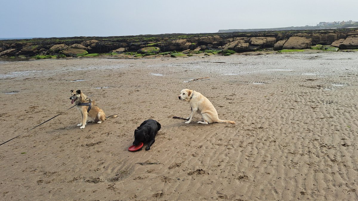 FurbabyPrince's tweet photo. I'm on beachie doing #zoomies with my bestus #furpals @VICTORDOG1 and #Furbro #Jackster #Beadnell #Northumberland #Holibobs then back for a snooze. https://t.co/doyf6BQdRl