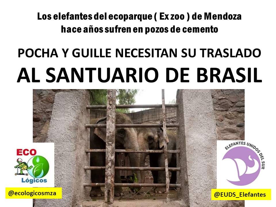 DOS AÑOS se cumplen de que GUILLERMINA supo lo que era VIVIR EN LIBERTAD fuera de su jaula de puro cemento del ex zoológico de MENDOZA 
Dos años en el SANTUARIO DE ELEFANTES <a href="/GlobalElephants/">Global Sanctuary for Elephants</a> en donde aprendió a ser un ELEFANTE 
Gracias <a href="/MingoranceH/">Humberto Mingorance</a> y CARAM por hacerlo posible