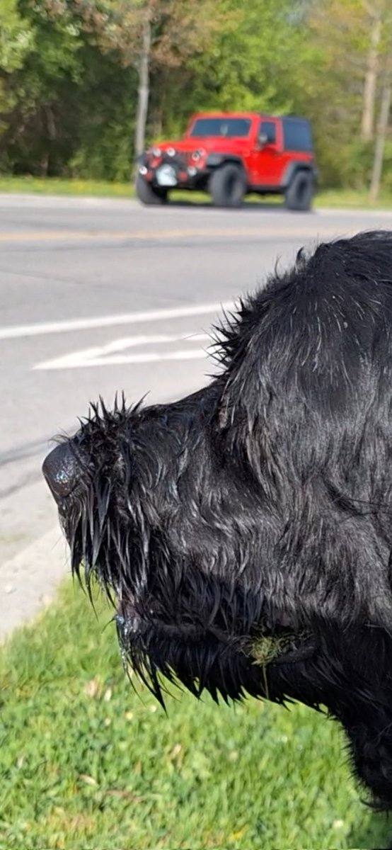 Dusker has a nose for Jeeps, 😁. 

#jeeplifestyle #itsajeepthing #jeeplove #Waterdogs